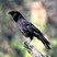Hawaiian Crow Hawaiian Crow